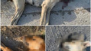 Αποτρόπαιο θέαμα: Νεκρά σκυλιά από φόλες στο Διδυμότειχο (photo)