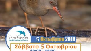 Ευρωπαϊκή Γιορτή πουλιών 2019 στο Εθνικό Πάρκο Δάσους Δαδιάς-Λευκίμης-Σουφλίου