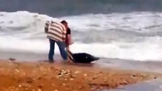 Αλεξανδρουπολίτης σώζει δελφίνι που εξόκειλε σε παραλία (video)