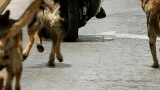 Καταγγελία για επιθετική αγέλη αδέσποτων σκύλων στον μικρό περιφερειακό της Αλεξανδρούπολης