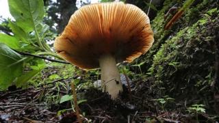 Περιφέρεια ΑΜΘ: Προσοχή στα άγρια μανιτάρια που καταναλώνετε 