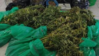Εντοπίστηκε φυτεία κάνναβης σε χωριό του Σουφλίου