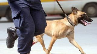 Συλλήψεις για ναρκωτικά στην Αλεξανδρούπολη: Ο σκύλος μύρισε την κάνναβη που ήταν κρυμμένη στο σπίτι 