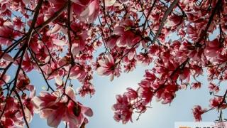 Εαρινή Ισημερία: Σήμερα ξεκινά επίσημα η Άνοιξη