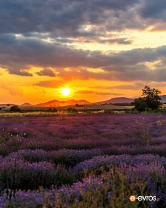 Doriko yakınlarında lavanta dolu bir tarla