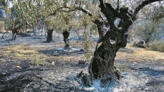 Ερώτηση στη Βουλή για τους ελαιοπαραγωγούς του Έβρου, από τον βουλευτή Ξάνθης Χουσεΐν Ζεϊμπέκ