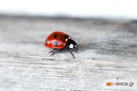 Μία... πασχαλίτσα δεν φέρνει την Άνοιξη!