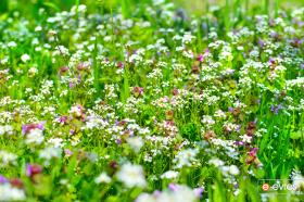 Λίγο Άνοιξη για να μας πάει καλά η εβδομάδα;