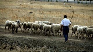 Υπογραφή συμβάσεων για τον θεσμό του "κτηνιάτρου εκτροφής" ανακοίνωσε η Περιφέρεια ΑΜ-Θ.