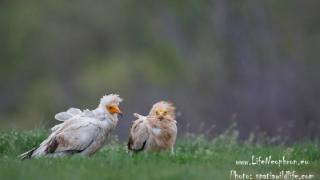 Καλοκαιρινό εθελοντικό πρόγραμμα στο δάσος της Δαδιάς.