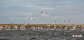 "Meriç Deltası" güzeldir flamingolar.