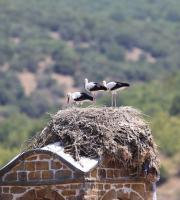 Πηγή φωτογραφίας: Φορέας Διαχείρισης Εθνικού Πάρκου Δέλτα Έβρου