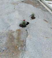 Λουλούδια στις λακκούβες φύτεψαν κάτοικοι στην Παλαγία Αλεξανδρούπολης!