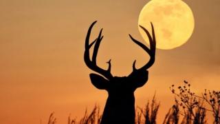 Πανσέληνος Ιουλίου 2023: Σήμερα το «Φεγγάρι του Ελαφιού»