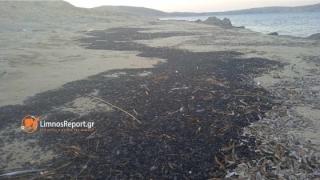 Στάχτες και αποκαΐδια του Έβρου ξεβράστηκαν σε παραλία στη Λήμνο (φωτο)