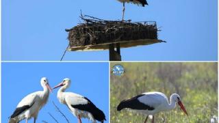 Batı Trakya’ya ilk leylekler geldi