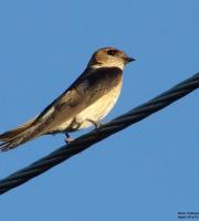 Τα πρώτα μεταναστευτικά πουλιά έκαναν την εμφάνιση τους στο Δάσος της Δαδιάς (φώτο)