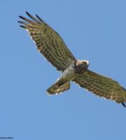 Τα πρώτα μεταναστευτικά πουλιά έκαναν την εμφάνιση τους στο Δάσος της Δαδιάς (φώτο)