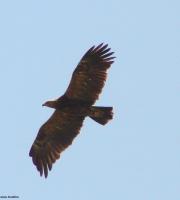 Τα πρώτα μεταναστευτικά πουλιά έκαναν την εμφάνιση τους στο Δάσος της Δαδιάς (φώτο)