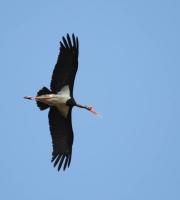 Τα πρώτα μεταναστευτικά πουλιά έκαναν την εμφάνιση τους στο Δάσος της Δαδιάς (φώτο)