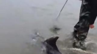 Βίντεο Θεοδωρικάκου από διάσωση δελφινιού στον Έβρο 
