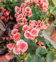 Γεωργικά εφόδια - Άνθη - Φυτά