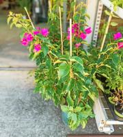 Γεωργικά εφόδια - Άνθη - Φυτά