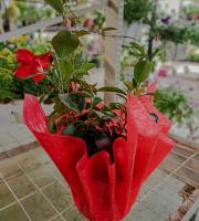 Γεωργικά εφόδια - Άνθη - Φυτά