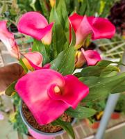 Γεωργικά εφόδια - Άνθη - Φυτά