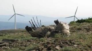 27 αρπακτικά πουλιά σκότωσαν οι ανεμογεννήτριες σε Έβρο και Ροδόπη 