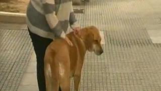 Kαι πάλι κρούσματα φόλας στην Αλεξανδρούπολη.