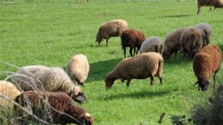 Με έγκριση Δασάρχη επιλέξιμος ένας βοσκότοπος.