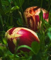 Paskalya için yumurta boyamak için nasıl güzel