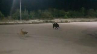 «Η Φάρμα των Ζώων» στο ΠΓΝΑ: Αγριογούρουνο "κόβει" βόλτες στην είσοδο του νοσοκομείου (βίντεο)