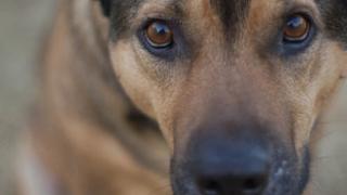 Αλεξ/πολη: Aκόμη ένας δηλητηριασμένος σκύλος εντοπίστηκε.