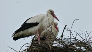 26 ενεργές φωλιές πελαργών κατέγραψαν μαθητές των Φερών.