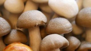 Προειδοποίηση του υπουργείου Υγείας για δηλητηρίαση από άγρια μανιτάρια.