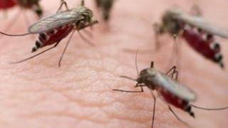 16 τα κρούσματα του ιού του Δυτικου Νείλου στην ΑΜΘ.