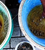 Το Caravan Project ταξιδεύει με τις μογγολικές σκηνές στην Αλεξανδρούπολη.