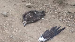 Νεκρός ο σπανιος μαυρόγυπας που ακρωτηριάστηκε μετά από πρόσκρουση σε ανεμογεννήτρια