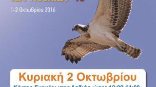 Ευρωπαϊκή Γιορτή πουλιών 2016 στη Δαδιά