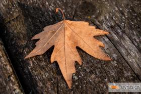 Υπό άλλες συνθήκες η έλευση του χειμώνα θα μας άρεσε!