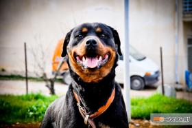 Τελικά, μήπως δαγκώνει το σκυλί που γαυγίζει;