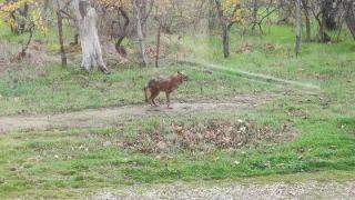  Τσακάλι έκοβε βόλτες μέσα στον χώρο του ΚΕΓΕ στην Αλεξανδρούπολη (φωτο)