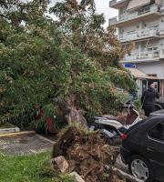 Η εικόνα είναι από το κέντρο της Αλεξανδρούπολης.