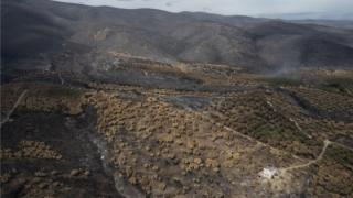 Αλλαγές στο έδαφος των καμένων εκτάσεων της Δαδιάς- Νέα δεδομένα στο οικοσύστημα