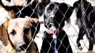 Τι αλλάζει για τα ζώα συντροφιάς - Σε λειτουργία η πλατφόρμα pet.gov.gr