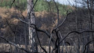 Δάσος Δαδιάς: Το σχέδιο αποκατάστασης της καμένης περιοχής από τον ΟΦΥΠΕΚΑ