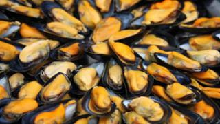 Έρευνα για τις μυδοκαλλιέργειες στην ΑΜ-Θ.