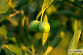 Έχουμε τις καλύτερες ελιές, πως να το κάνουμε;